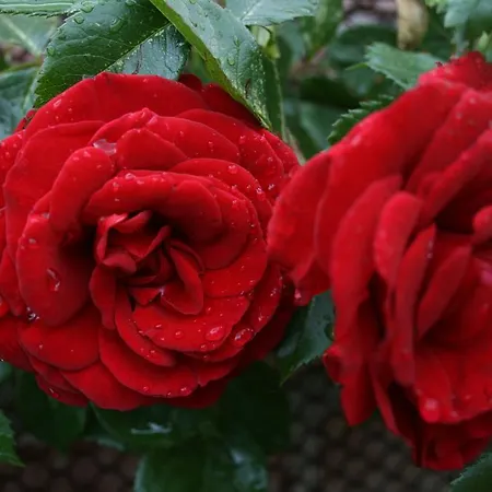 Sara's Rosenhof 3* Rhauderfehn