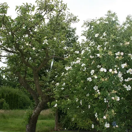 Sara's Rosenhof Frühstückspension