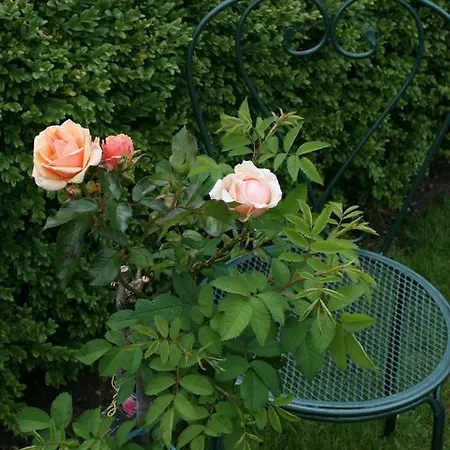 Sara's Rosenhof 3*